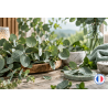 Fragrance  de Grasse Eucalyptus pour bougies et fondants