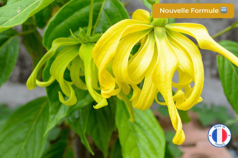 Parfum pour bougies Ylang Ylang sans CMR - Provenance de Grasse