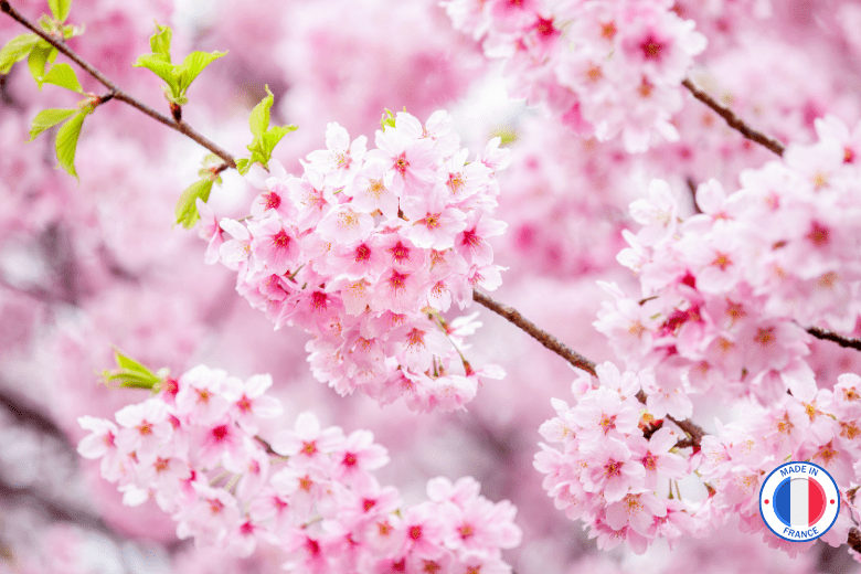 Cherry Blossom Limited Edition Eau de Toilette 50ml - 50 ml