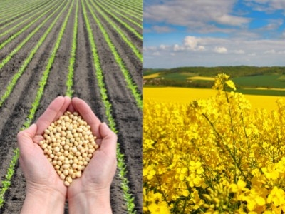 Cire de soja ou cire de colza : laquelle choisir pour débuter ?